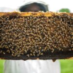 مشروع تربية النحل في السعودية