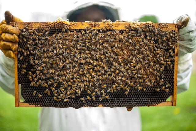 مشروع تربية النحل في السعودية