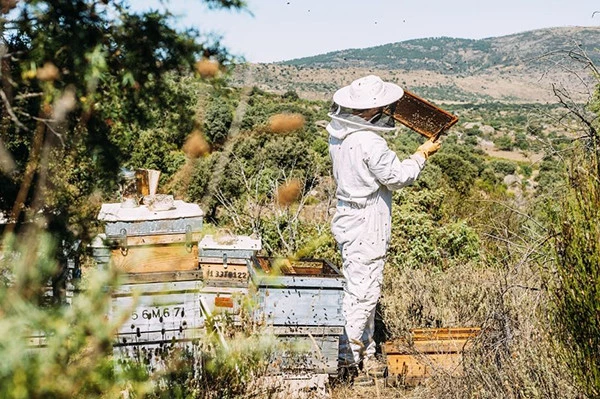 مشروع تربية النحل في المغرب