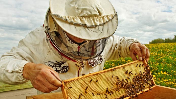كيف تبدأ مشروع تربية النحل
