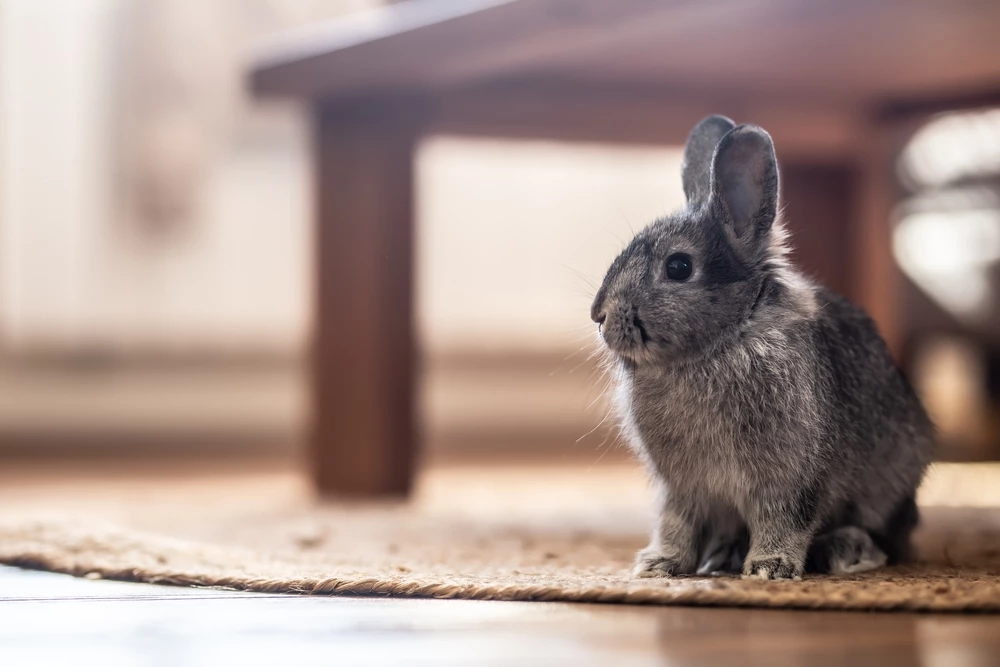 هل يمكنك الاحتفاظ بأرنب في شقة؟