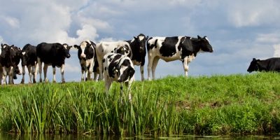 مشروع تربية الأبقار الحلوب بالمغرب
