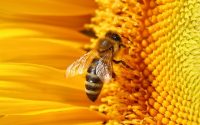 مشروع تربية النحل بالمغرب